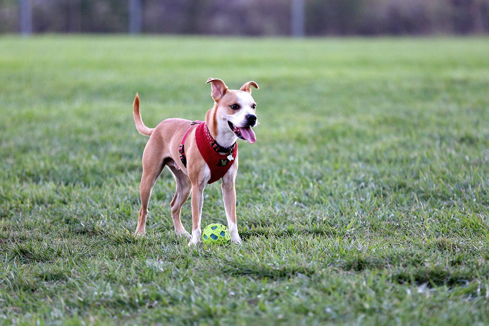 Small terrier at the dog park