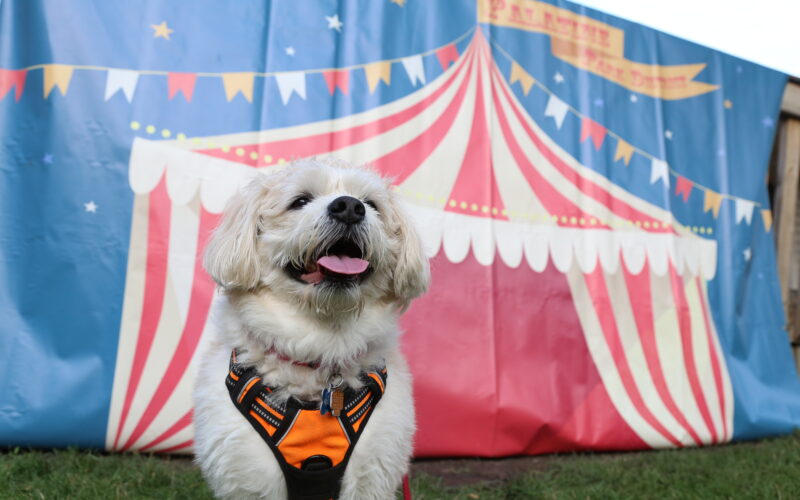 dog at Canine Carnival