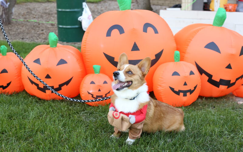 dog in a target employee costume